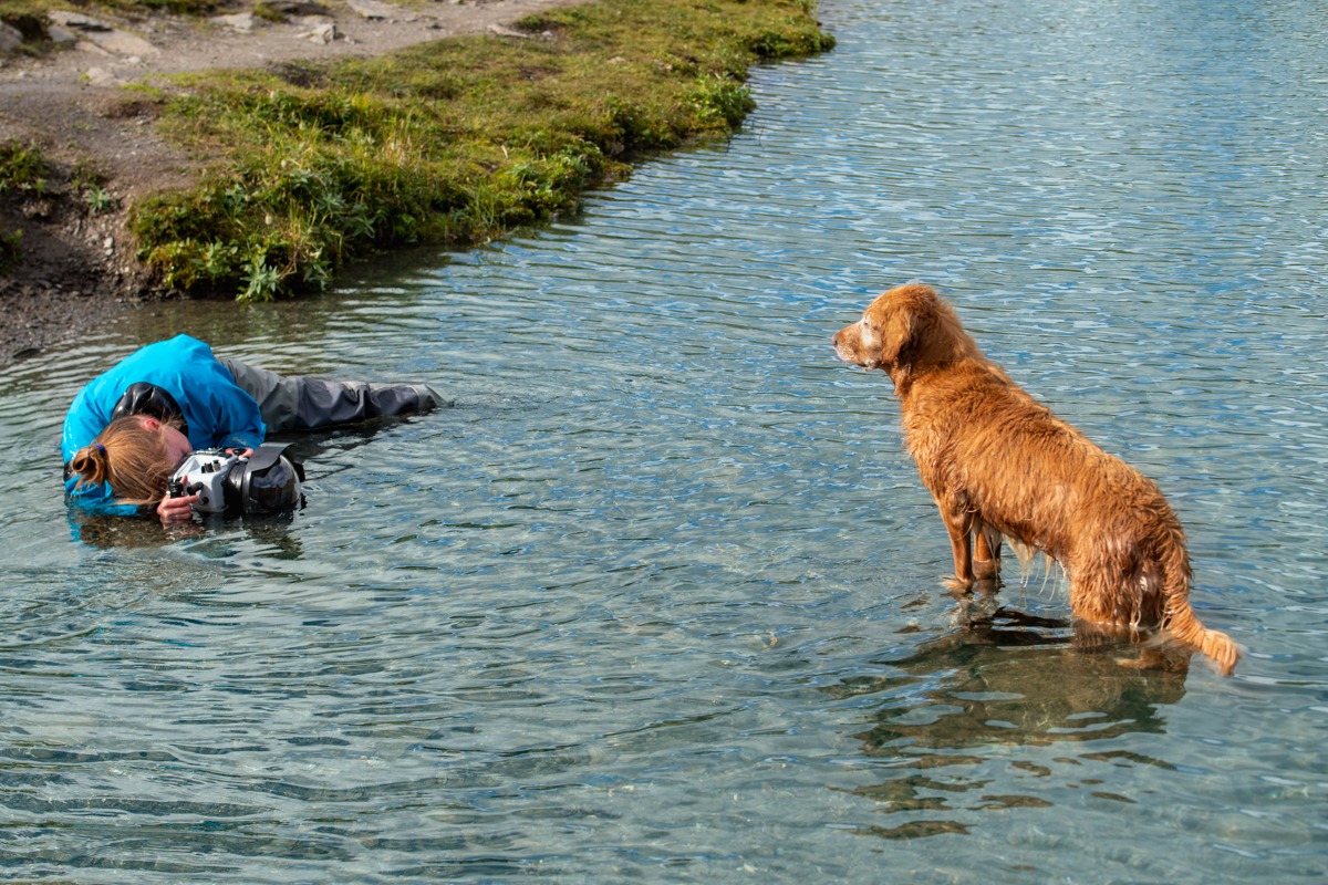 female professional pet photographer laying in the river to take a dog's photograph