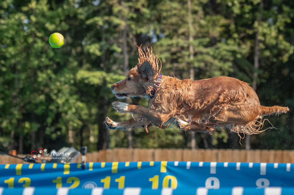 AlaskaDogPhotographerDock Diving