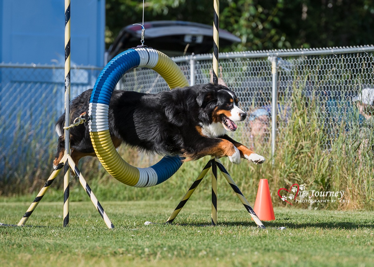 57 DIY Dog Agility Course ideas  dog agility course, dog agility