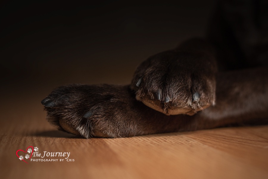 Dog Paw Photography