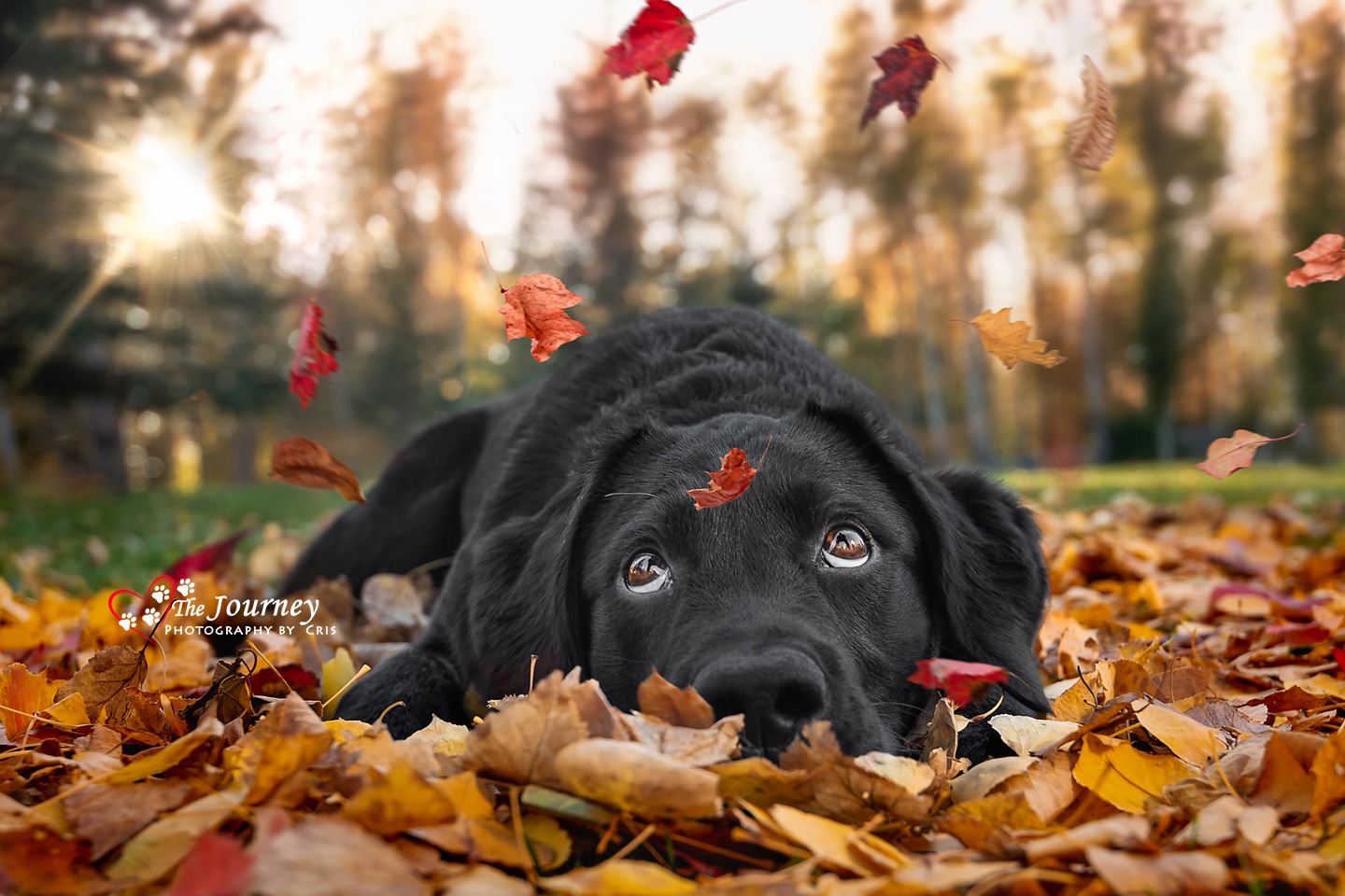 Alaska-Dog-Photographer-2-copy-2