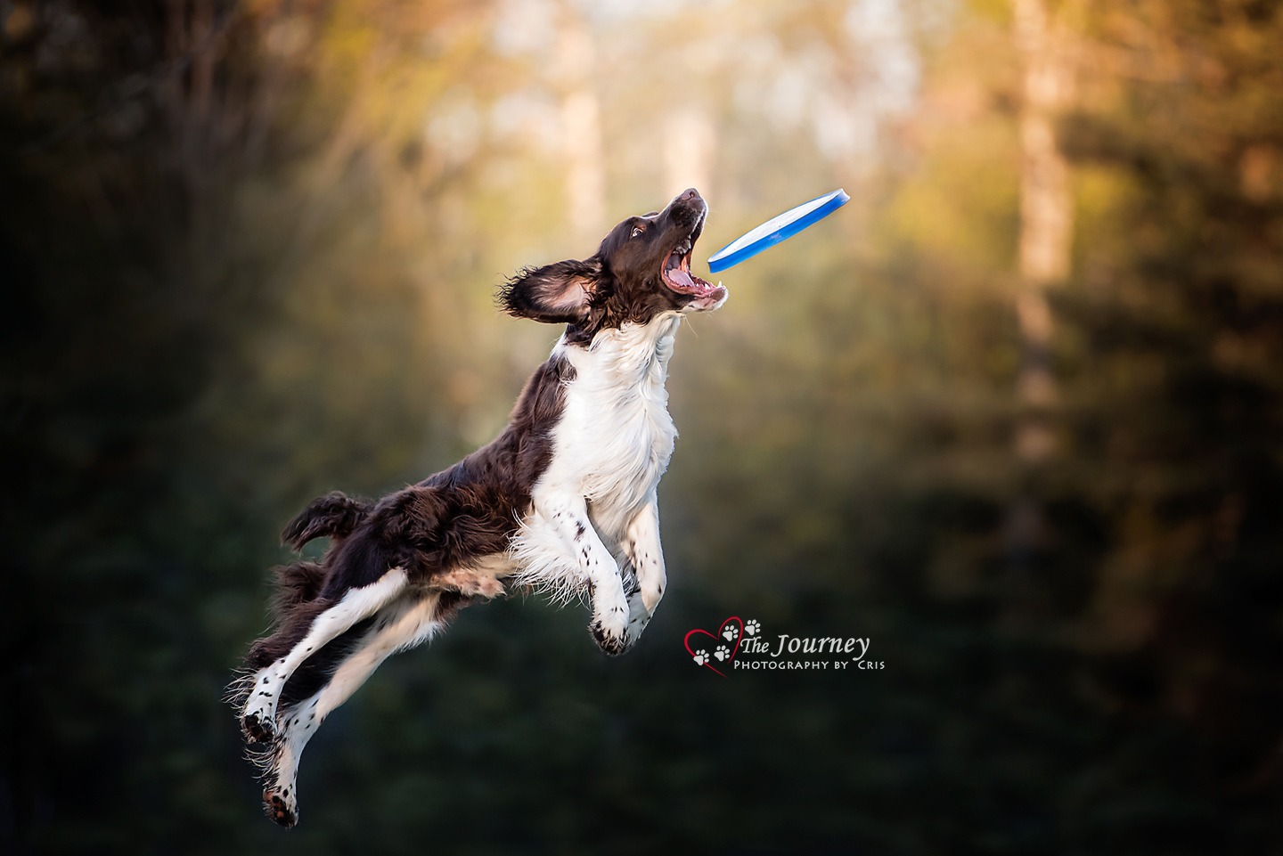Alaska-Dog-Photographer-22
