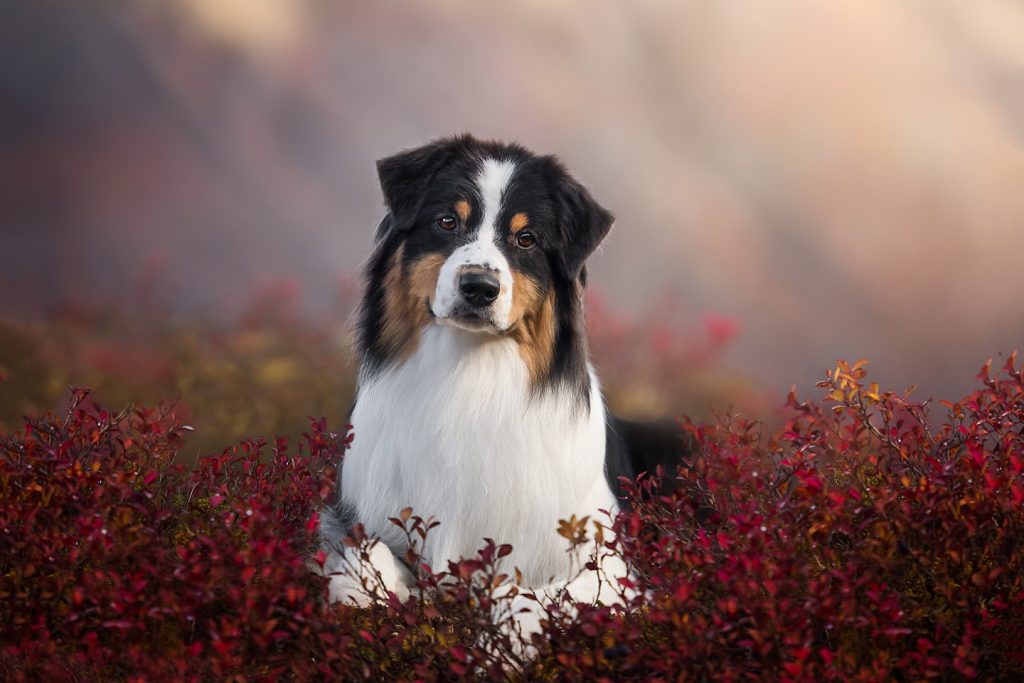 Professional Dog Photographer Alaska
