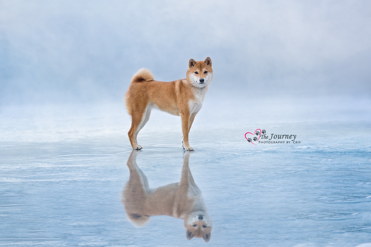 Contact Alaska Dog Photographer