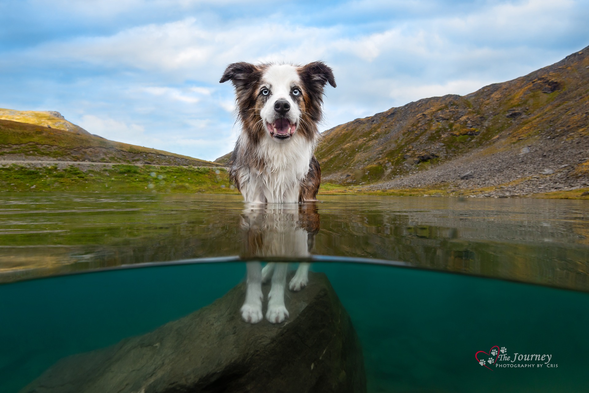 Alaska-dog-photographer-4-2