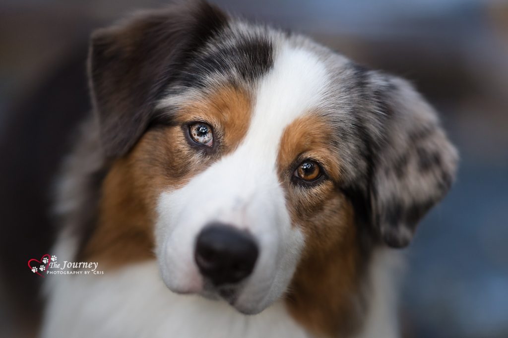 Aussue dog looking into the camera