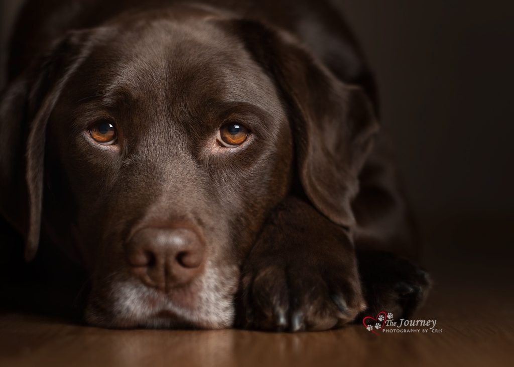 About Alaska dog photographer