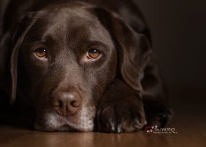 Portrait of Cooper by Cris Skinner, Alaska dog photographer