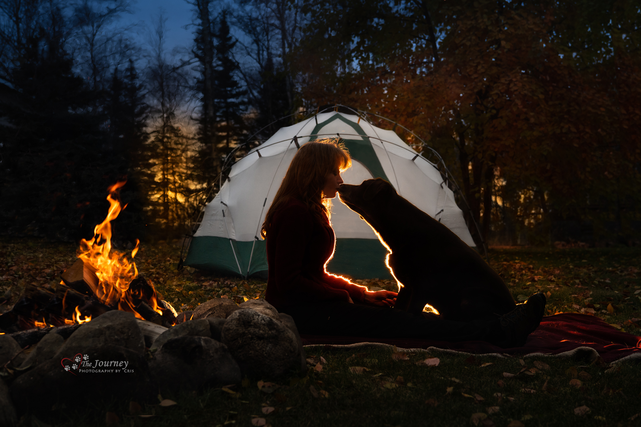 Alaska Dog Photographer