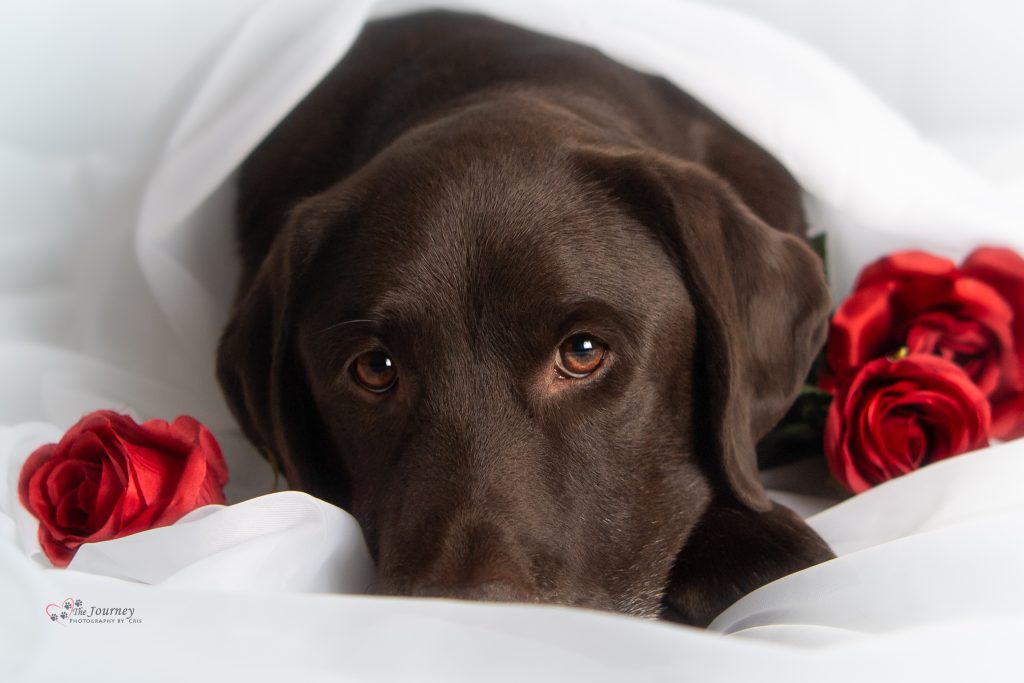 Service Dog Valentine