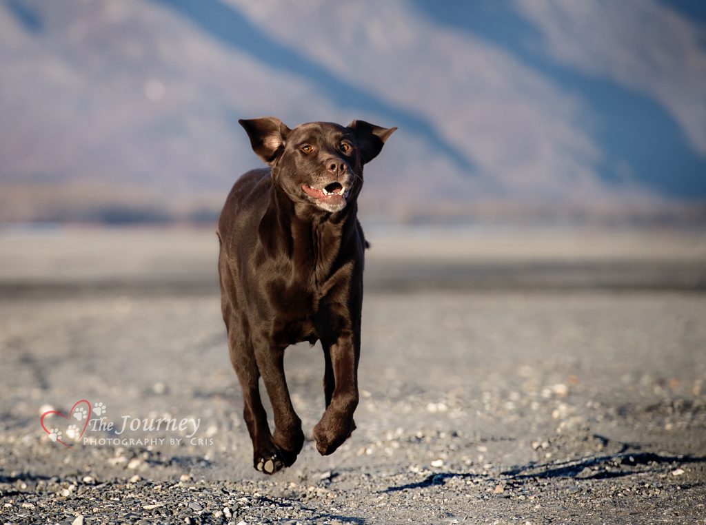 Chocolate Lab Running in Alaska