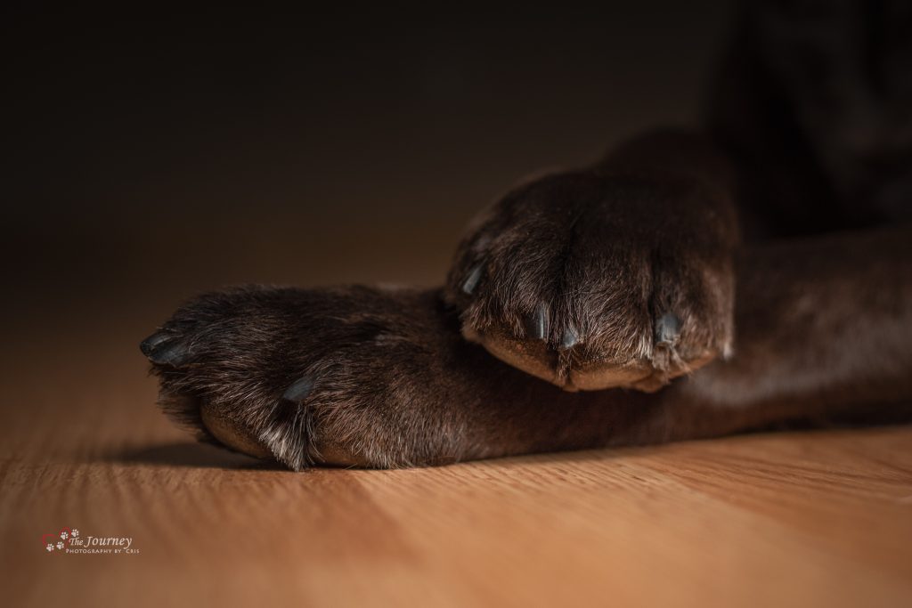 Chocolate lab paws